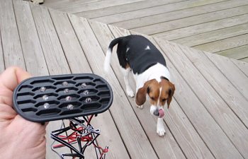dog_P3280039.jpg