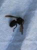 wasp.jpg