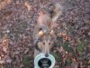 colliefrisbee1.jpg