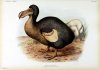 dodo.JPG
