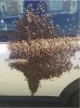bees.JPG