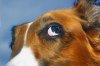 dog eye.jpg