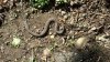 Dead Snake (shouldnt surprise me,,).jpg