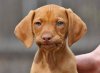 pup.JPG
