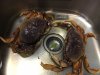 Dinner1.jpg