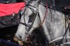 Amish Horse copy.JPG