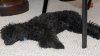 TeddySleeping.jpg