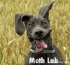 9abc75ca65fde6f9aa4fd8fa1e47ad48--funny-labs-meth-lab.jpg