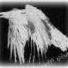 GrAy RaVeN