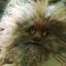 FIZGIG