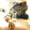 GreenIguana