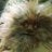 FIZGIG