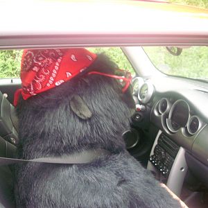 my co-driver