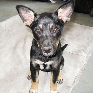 My puppy "Six"