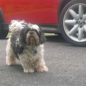 Charlie, my blind guard dog !!!!!!!!!