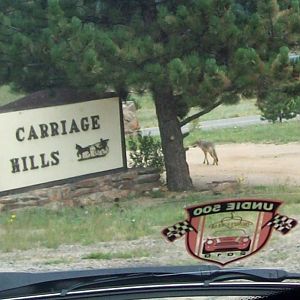 Colorado wildlife - a coyote