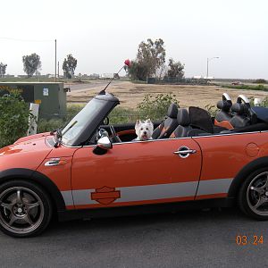 AMVIV "7"