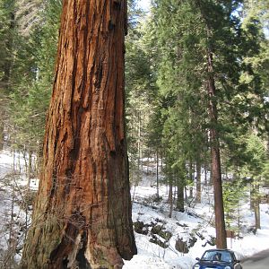 Sequoia National Park