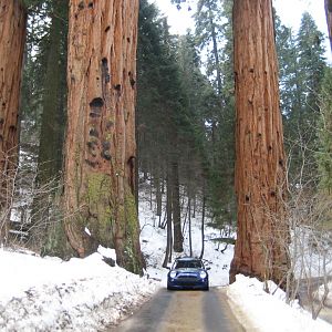 Sequoia National Forest