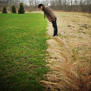 Greener grass