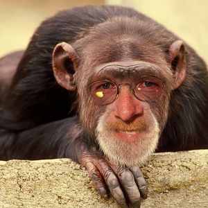 monkey_me