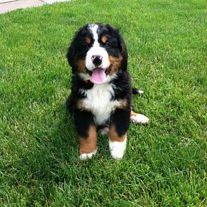 Latest dog