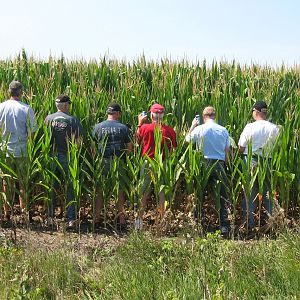 Holy Cross Cornfield