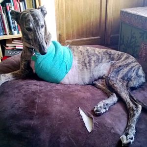 Dizzy_bandage