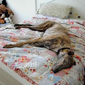 Dizzy_bed