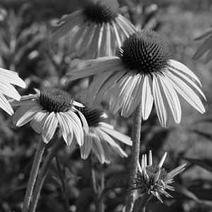 IMG 6138 Crop