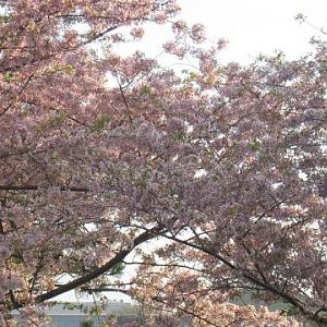 Cherry Blossoms