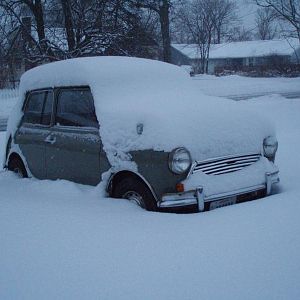 minis in the winter