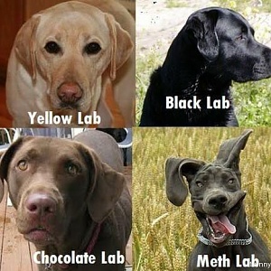 labs