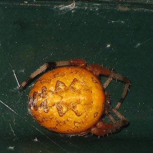 marbled orb weaver spider