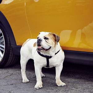Spike - The MINI Bulldog
