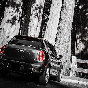 car in the big trees