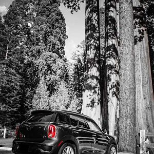 car in the big trees 2