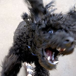 PsychodogSmall