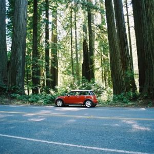 093 Giant Coastal Redwoods edit size